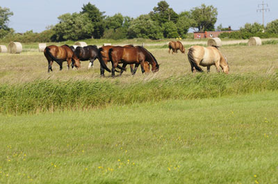 Archsum Pferdeweide