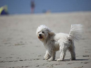 Urlaub auf vier Pfoten auf Sylt – Beliebte Ausflugsziele für Mensch und Tier