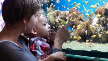 Aquarium Sylt